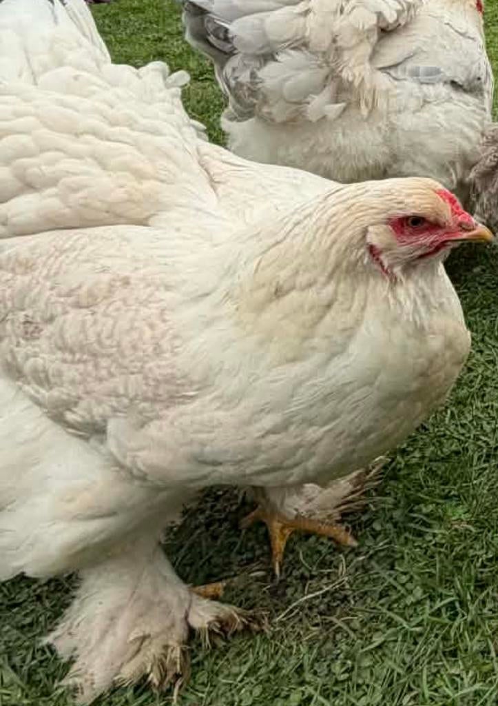 Brahma hen