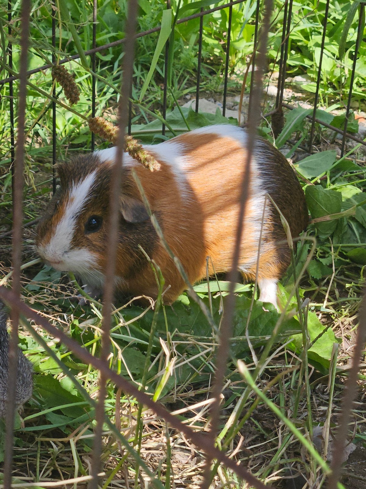 Cavia - mannetje, Dieren en Toebehoren, Konijnen