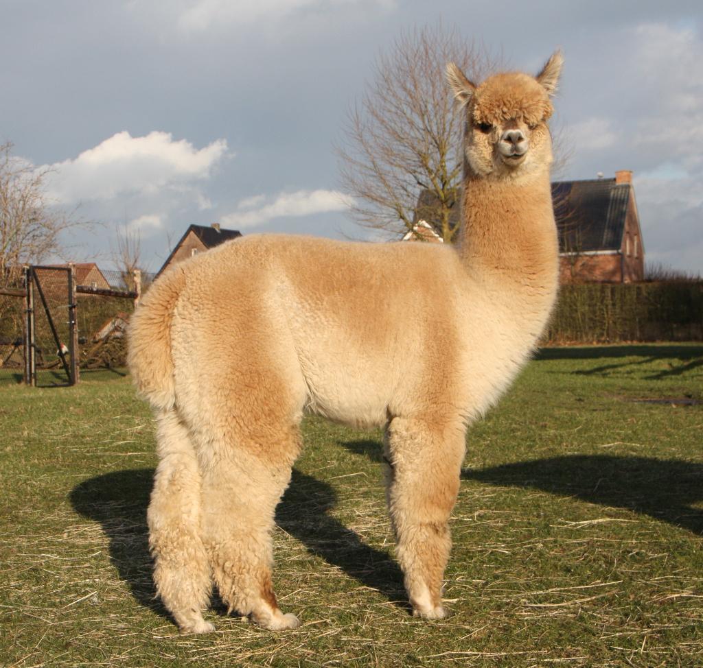 Kwaliteits alpacawol, Ophalen, Nieuw