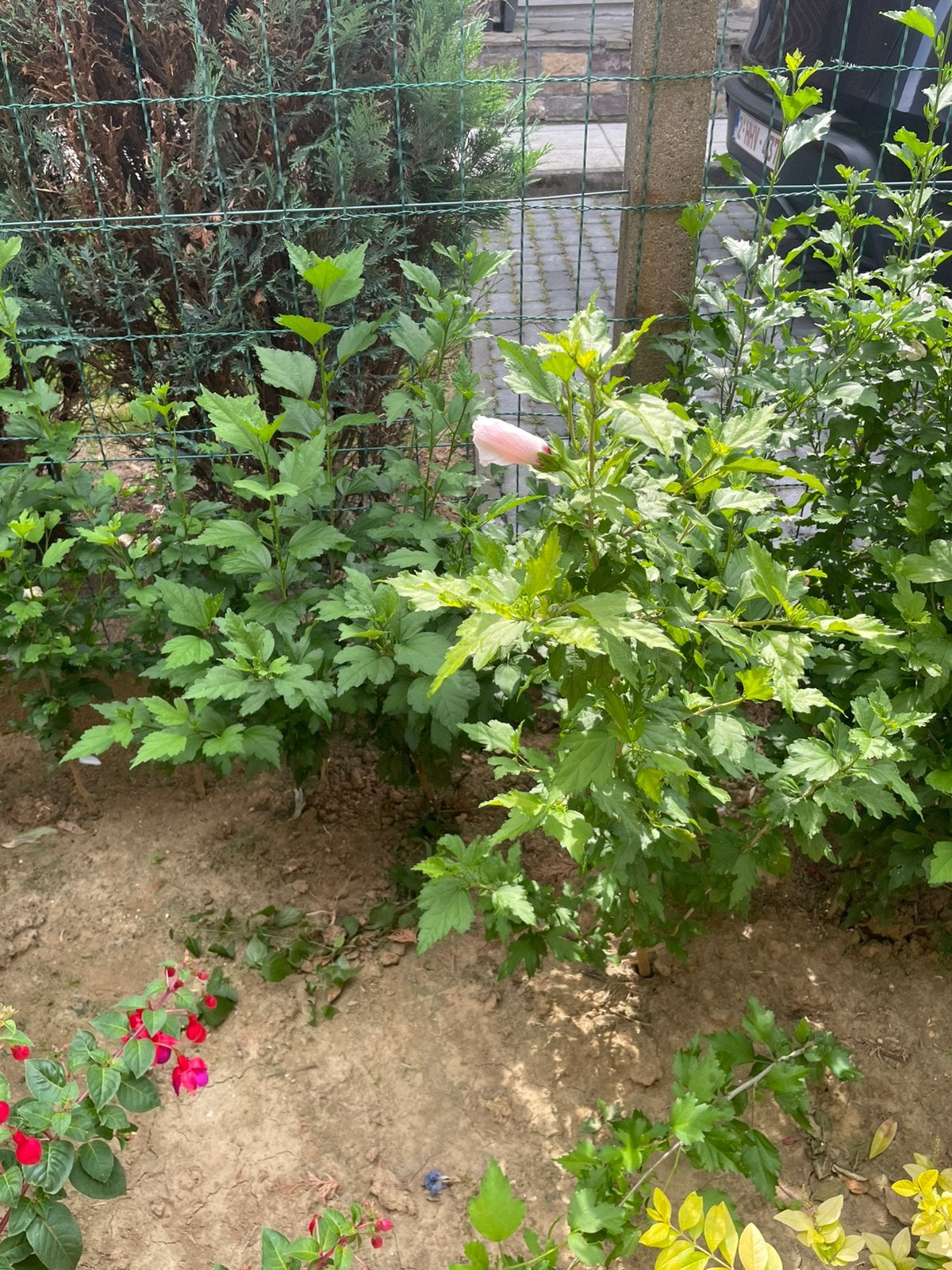 Hibiscus, Enlèvement