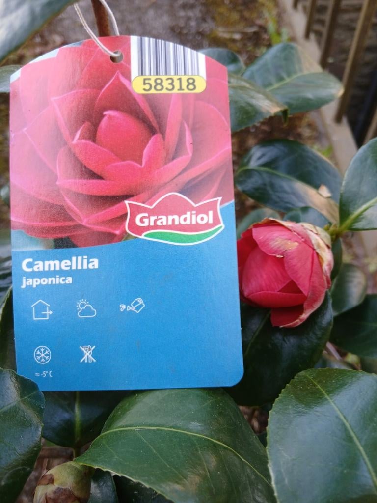 Belle fleur en pot, et en floraison.  camélia japonica. 55€., Tuin en Terras