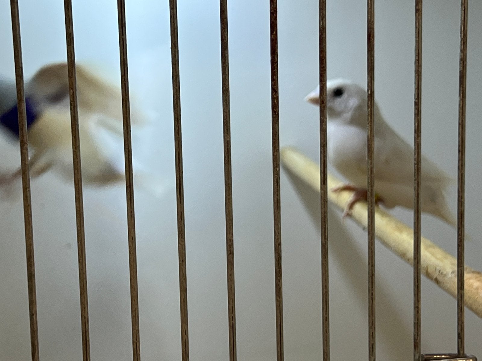 Enkele Goulds die mogen verhuizen Wegens te veel, Dieren en Toebehoren, Vogels | Overige Vogels