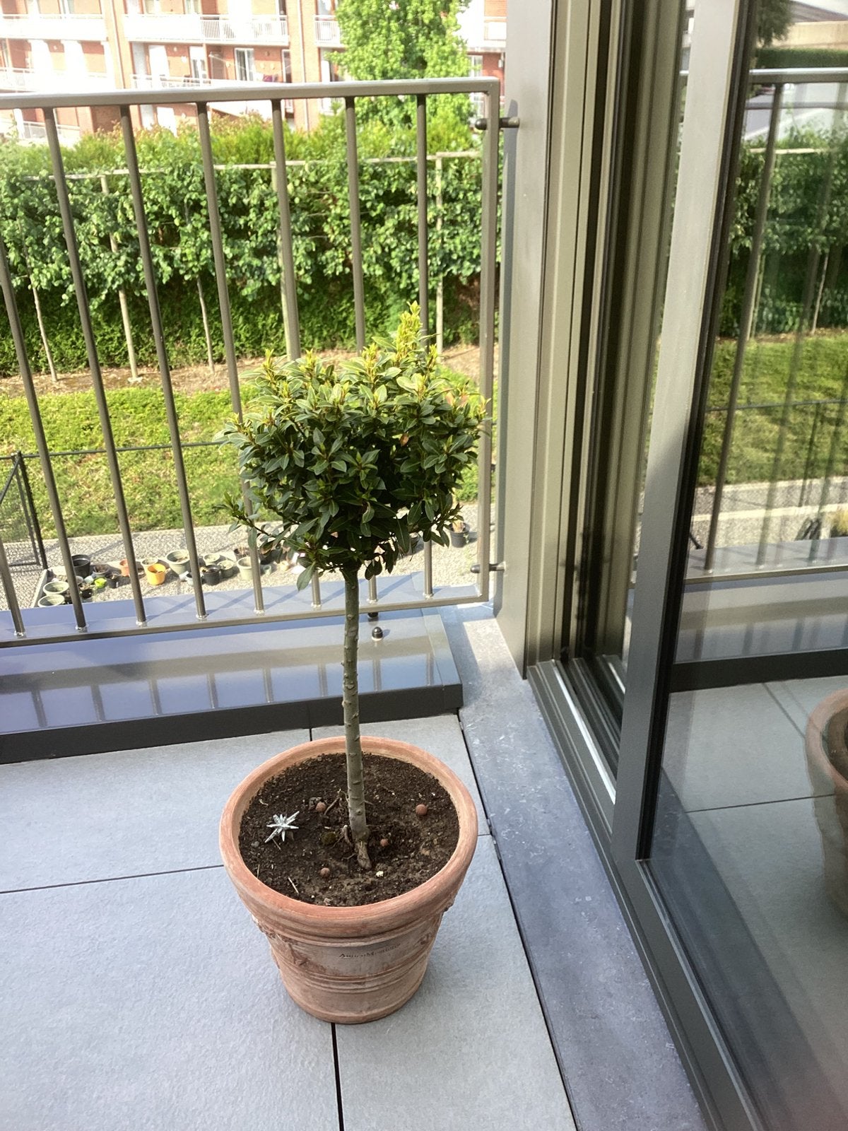 Laurier, En pot, 100 à 250 cm, Enlèvement, Ombre partielle