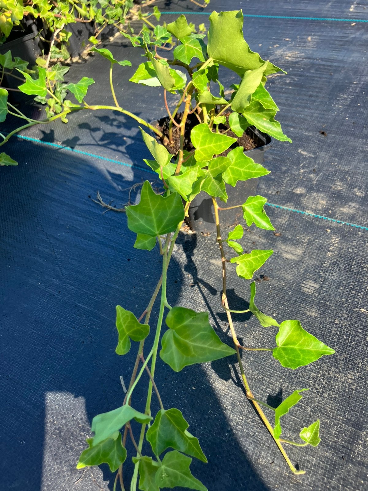 Klimop 0,50€ per stuk, Tuin en Terras, Planten | Fruitbomen, Ophalen