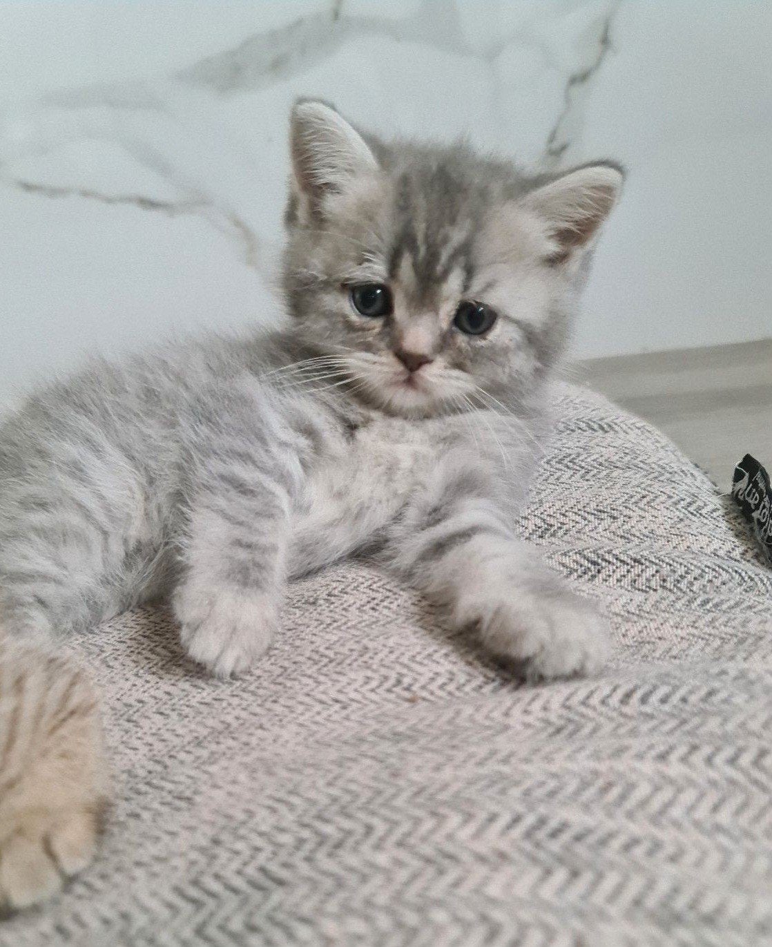 Prachtige brits korthaar kitten, Chatte ou Chat, Vermifugé, 0 à 2 ans