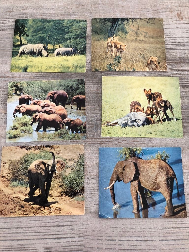 6 chromo - Photos de Walt Disney - Lions d'Afrique, Enlèvement ou Envoi