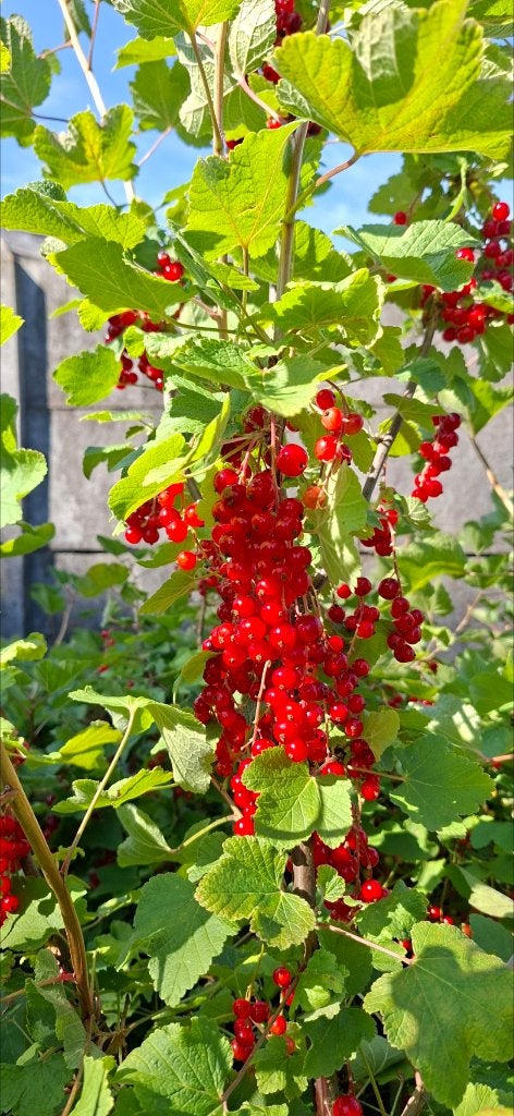 Rode aalbessen uit mijn tuin, Tuin en Terras, Planten | Fruitbomen, Ophalen, Overige soorten