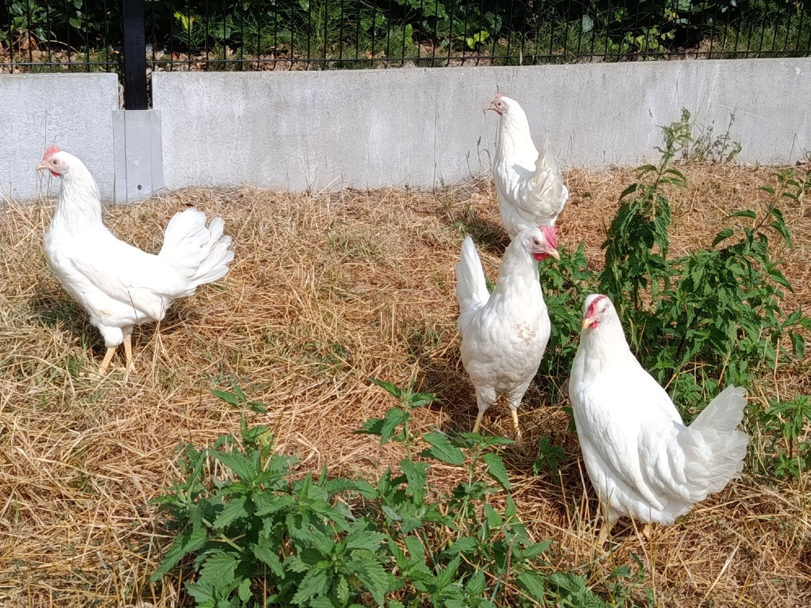 jonge leghorn hennetjes