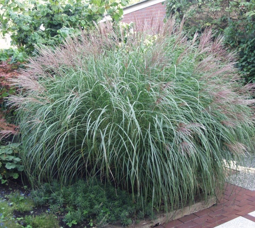 Miscanthus sin. "Gracillimus" 2L, Jardin & Terrasse, Enlèvement, Plein soleil