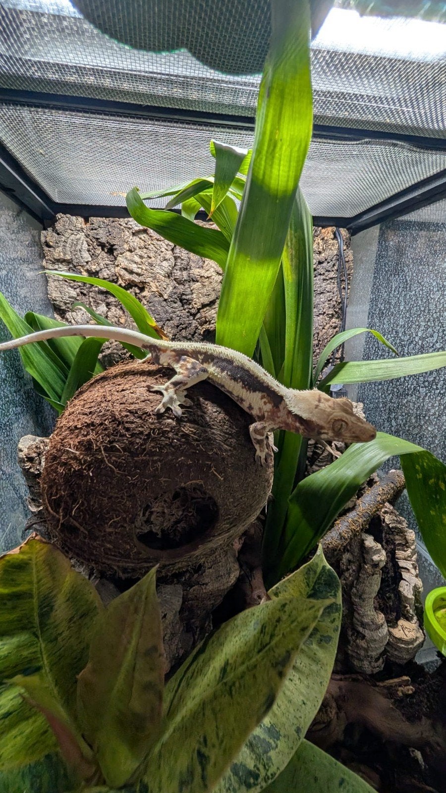 Reptielen, Animaux & Accessoires, Reptiles & Amphibiens