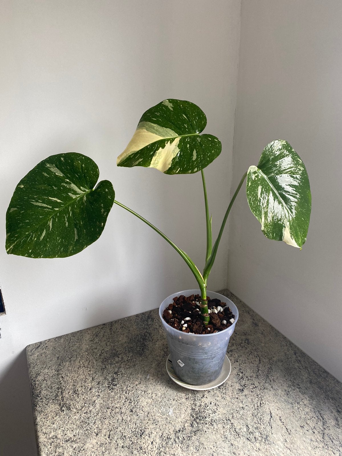Monstera Thai Constellation, Maison & Meubles, Plantes d'intérieur, Plante verte, Enlèvement, Ombre partielle