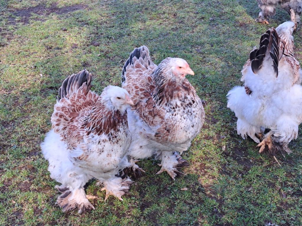 Broedeieren brahma zalm, zalm blauw, Dieren en Toebehoren, Meerdere dieren, Kip