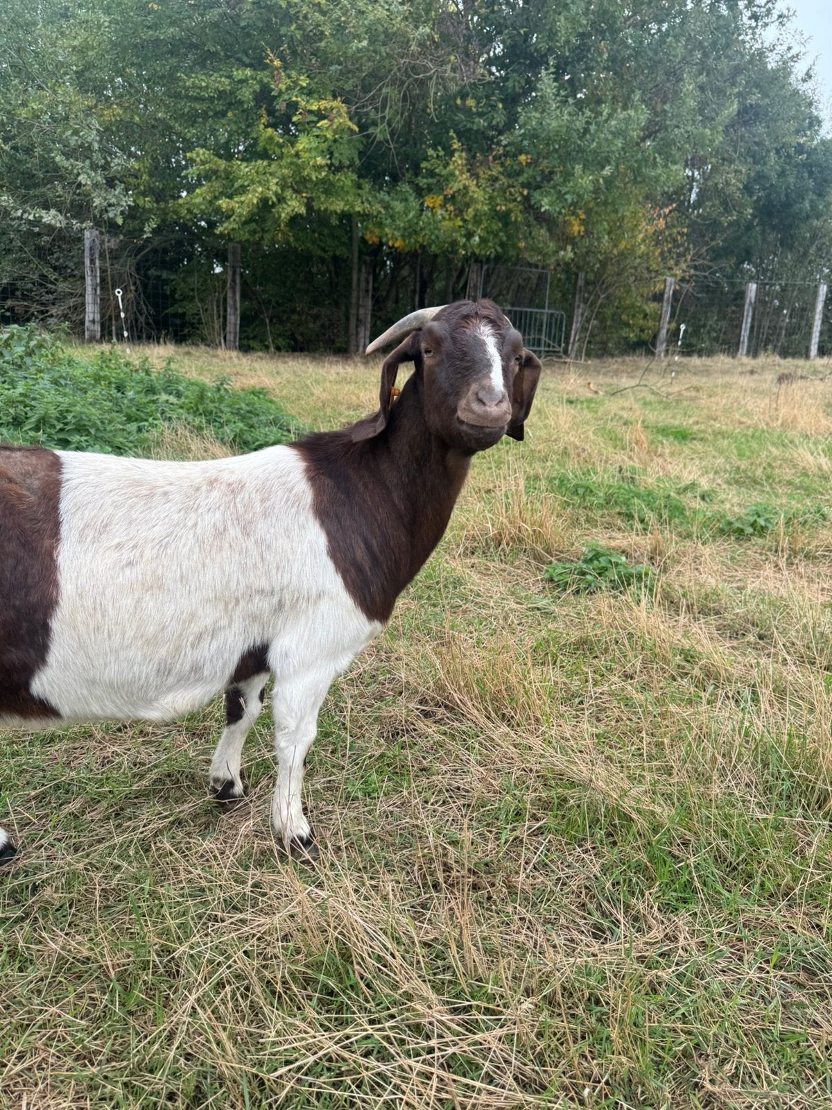 Geit, Dieren en Toebehoren