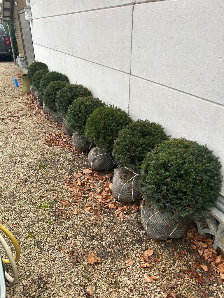 Taxus, Ophalen