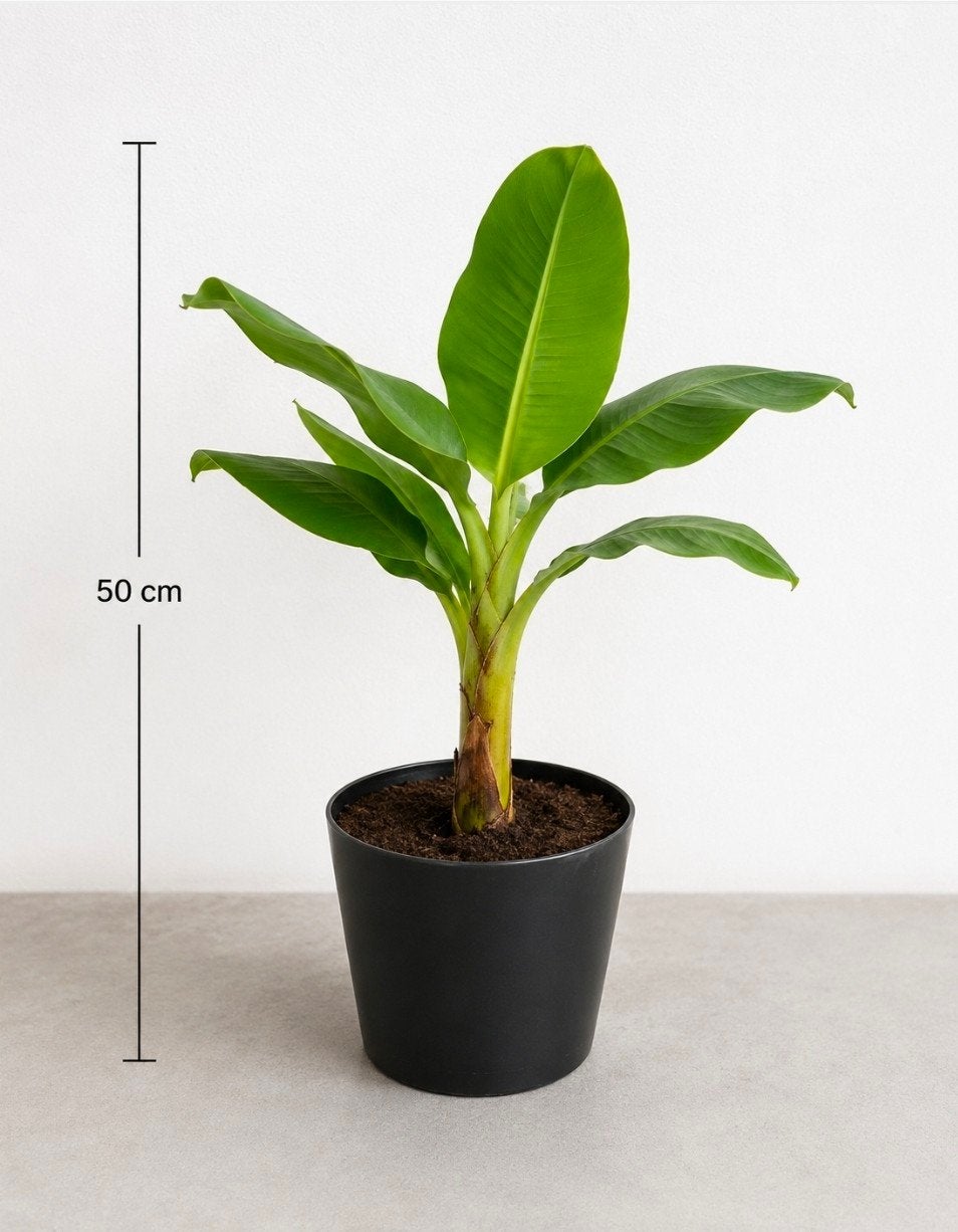 Bananenbomen te koop, Tuin en Terras, Planten | Tuinplanten, Ophalen
