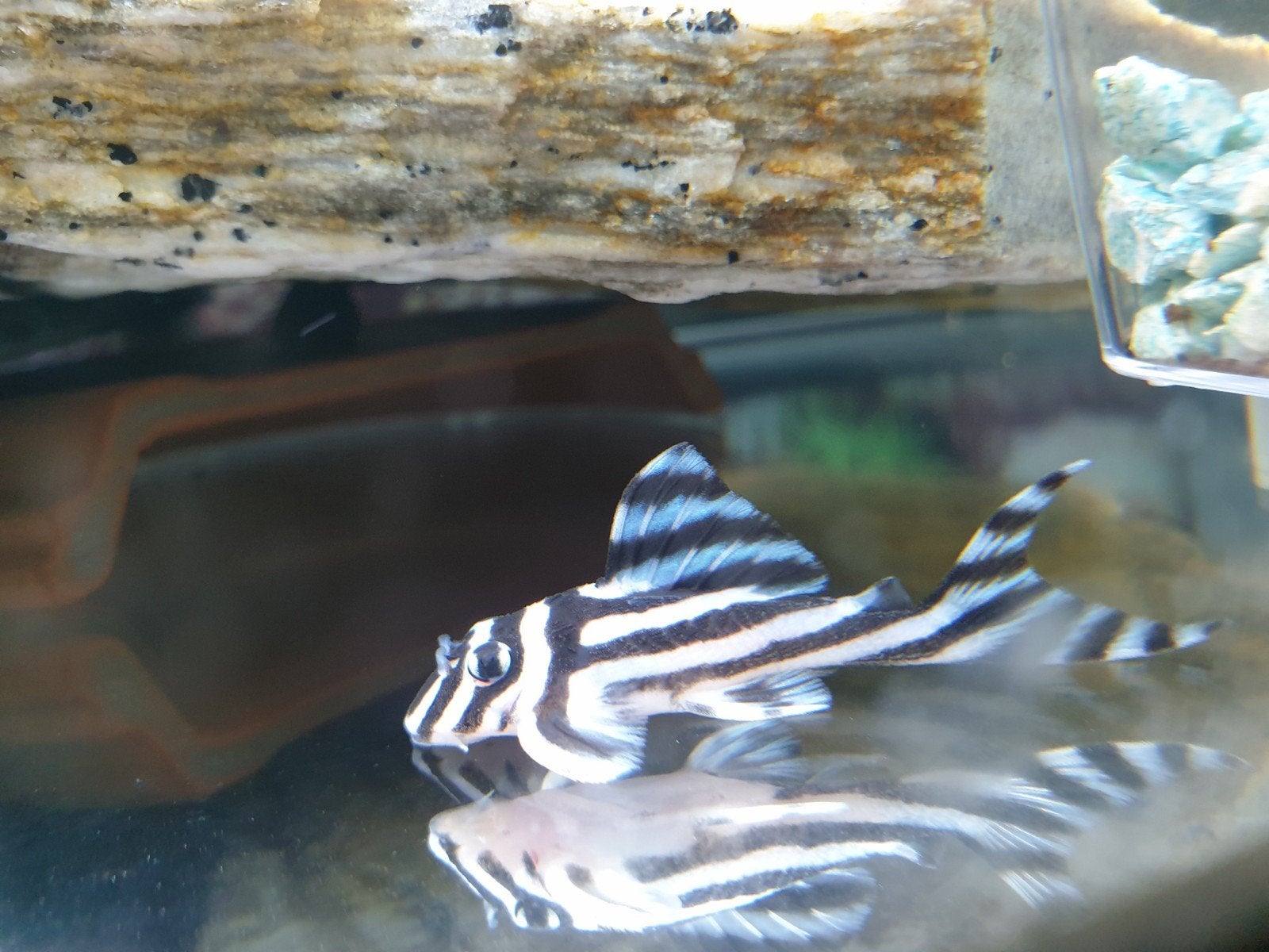 jeune hypancistrus zebra l46/l046