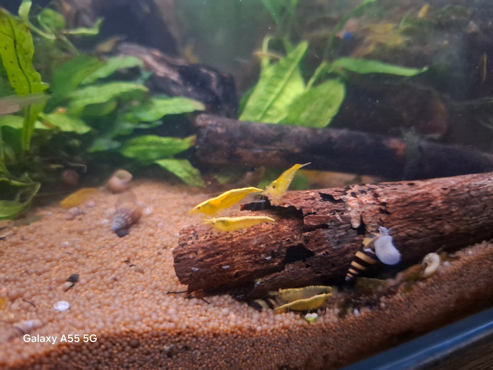 gele garnalen te koop, Dieren en Toebehoren, Vissen | Aquariumvissen