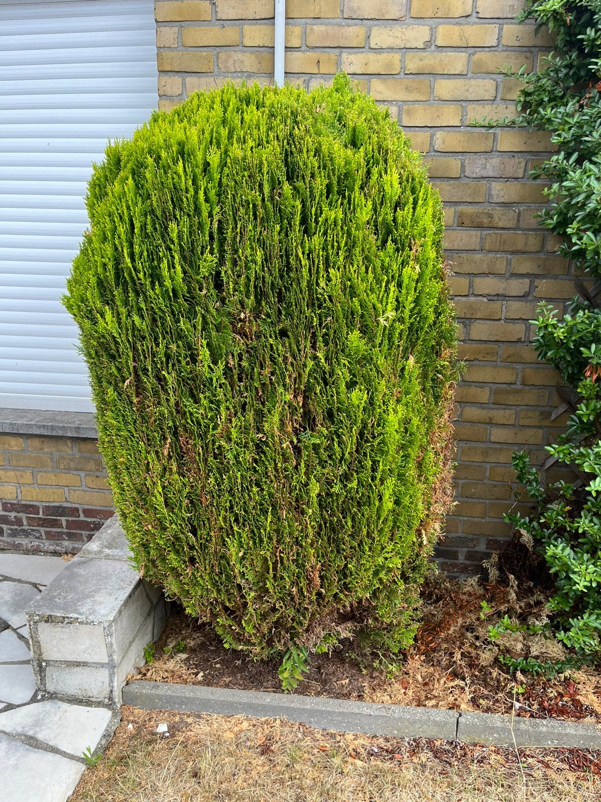 Gratis struiken, Tuin en Terras, Ophalen