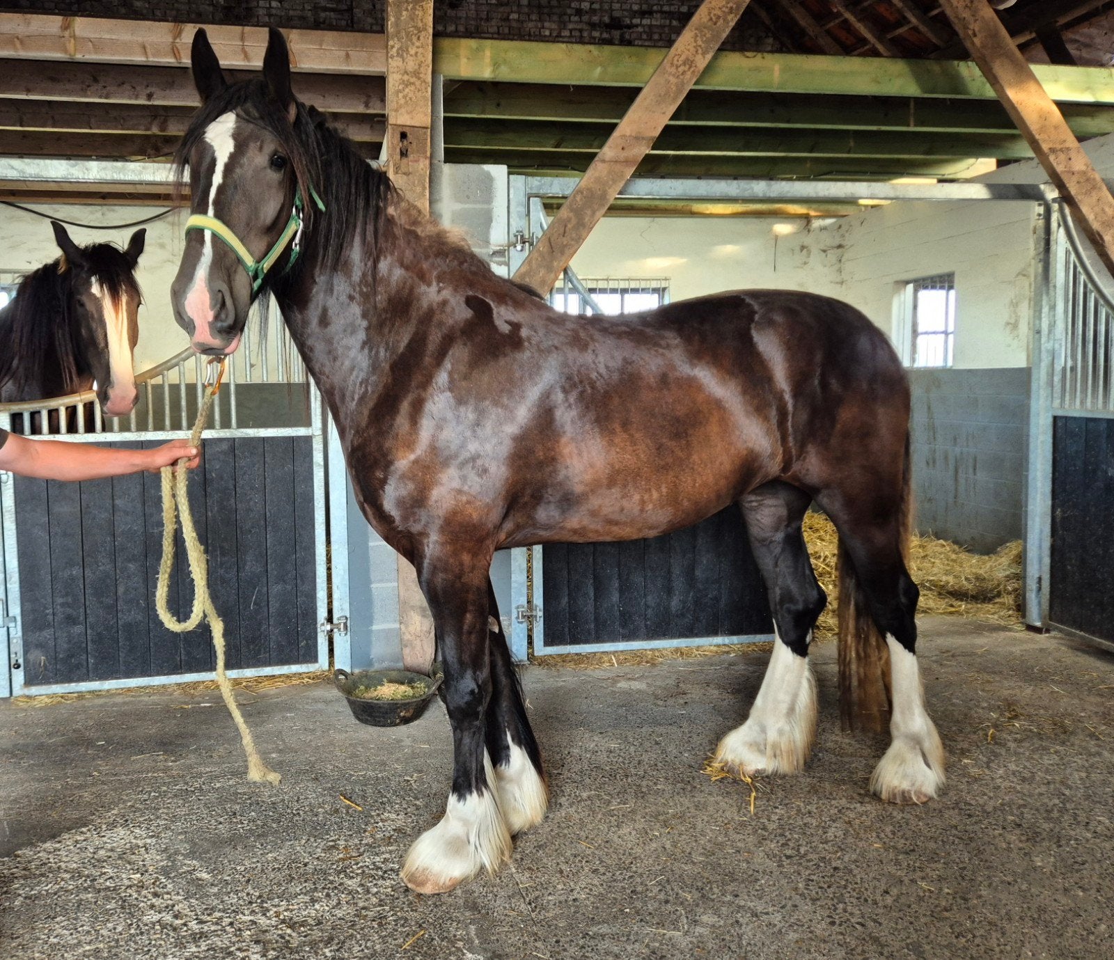 Prachtige Shire merrie van 3 jaar, Merrie, Met stamboom, 175 cm of meer, 3 tot 6 jaar