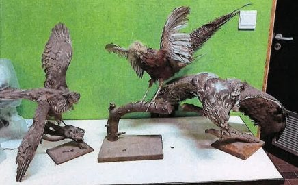 Lot opgezette dieren (11 dieren), Ophalen, Gebruikt, Opgezet dier