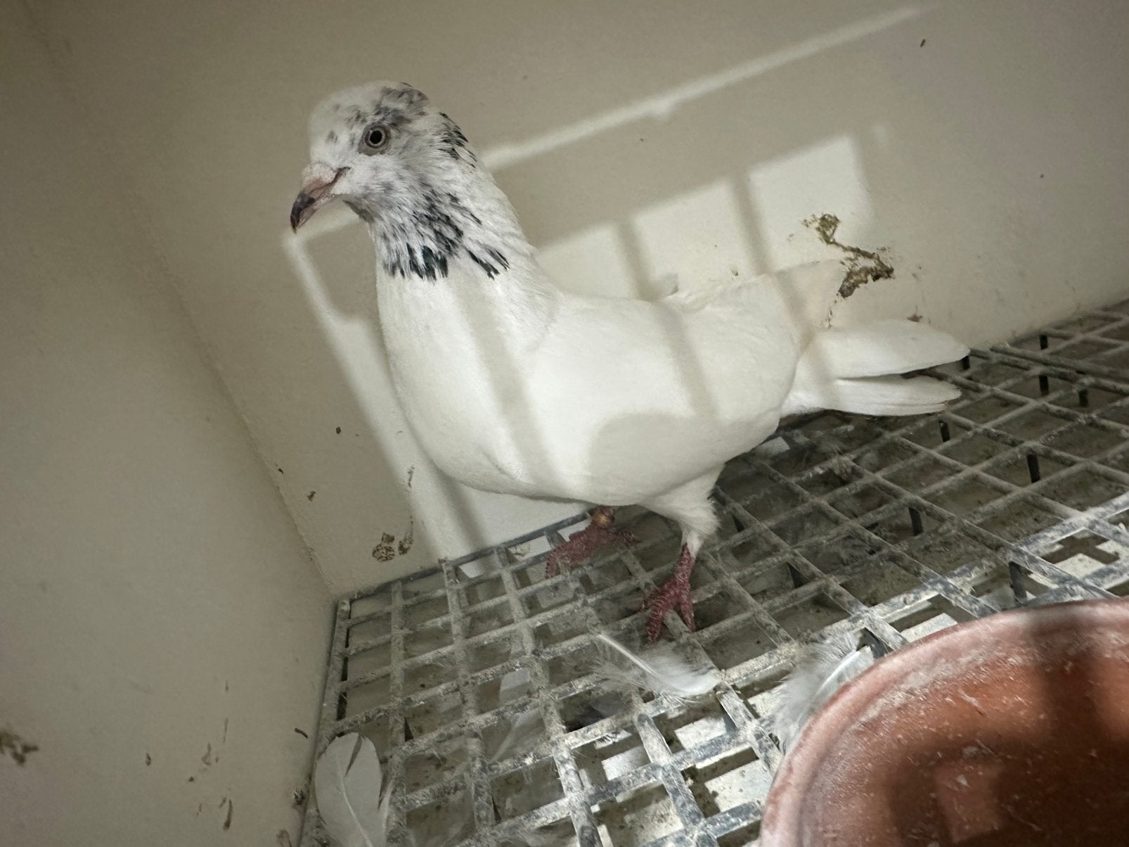 Dynek, Dieren en Toebehoren, Vogels | Duiven