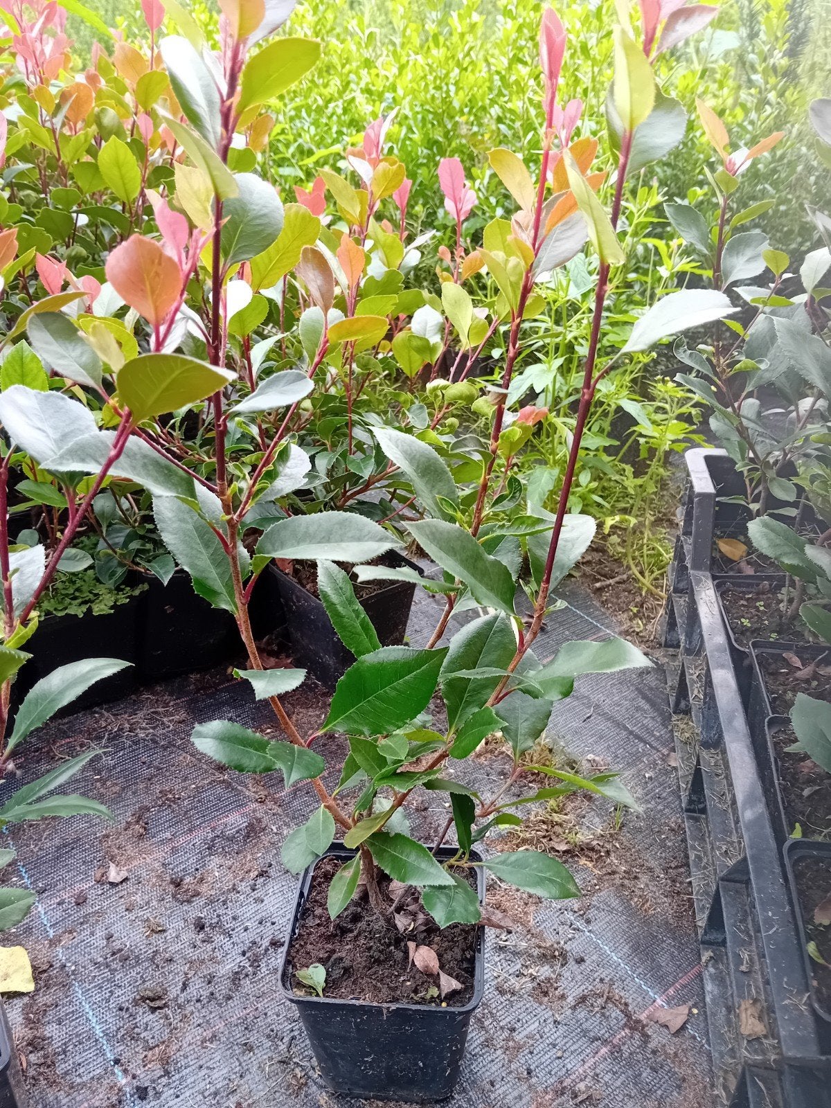 Photinia Little Red Robin, Tuin en Terras, Ophalen