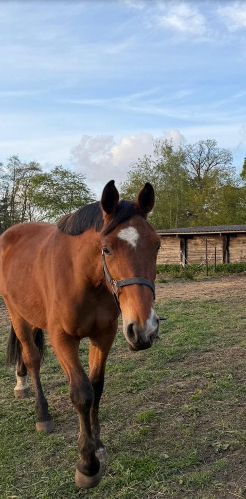 Springpaard ruin 4 jaar, Dieren en Toebehoren, Springpaard, 175 cm of meer, Met stamboom, Ruin