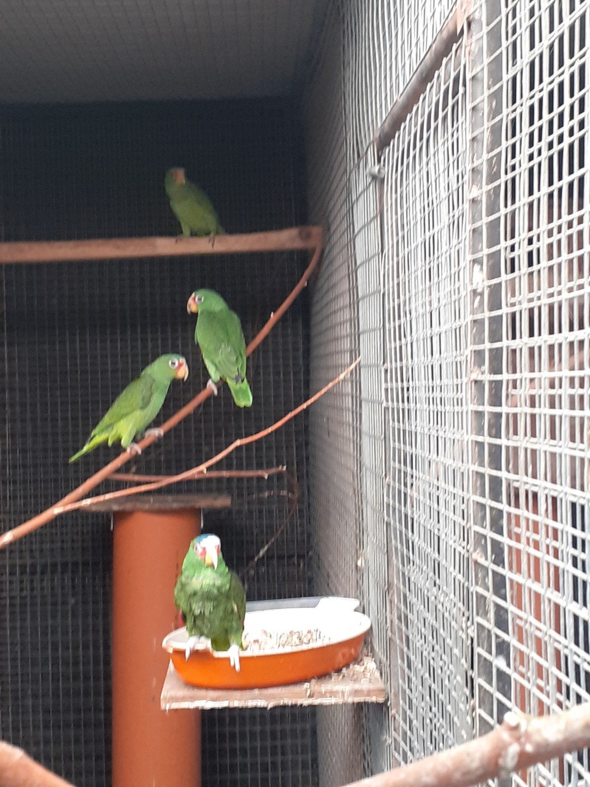 te koop, Dieren en Toebehoren