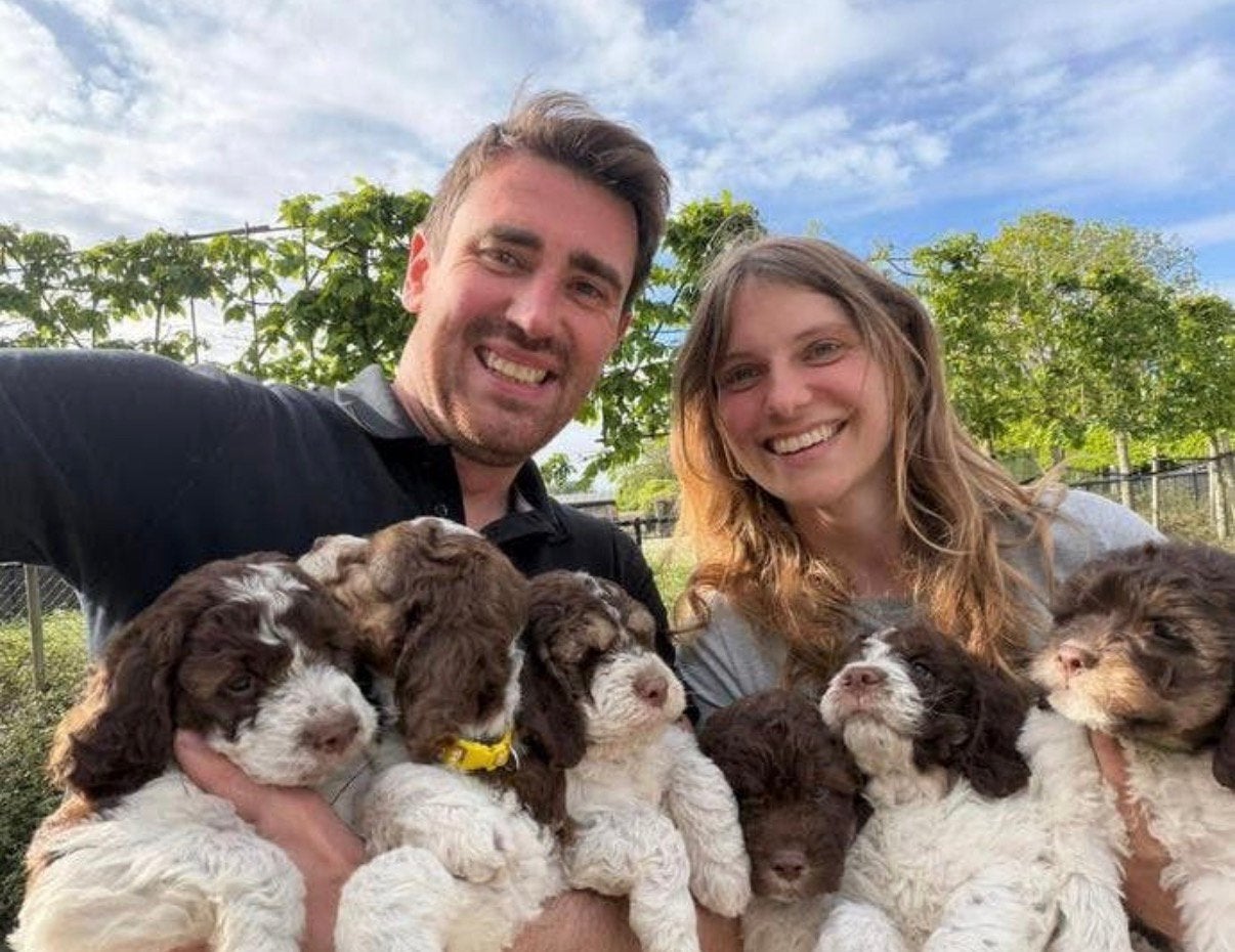 Lagotto Romagnolo - Italiaanse waterhond pups, België, Overige rassen, 8 tot 15 weken, Meerdere