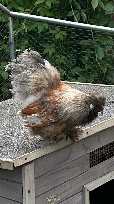 Zijdehoen haantje, Dieren en Toebehoren, Mannelijk, Kip