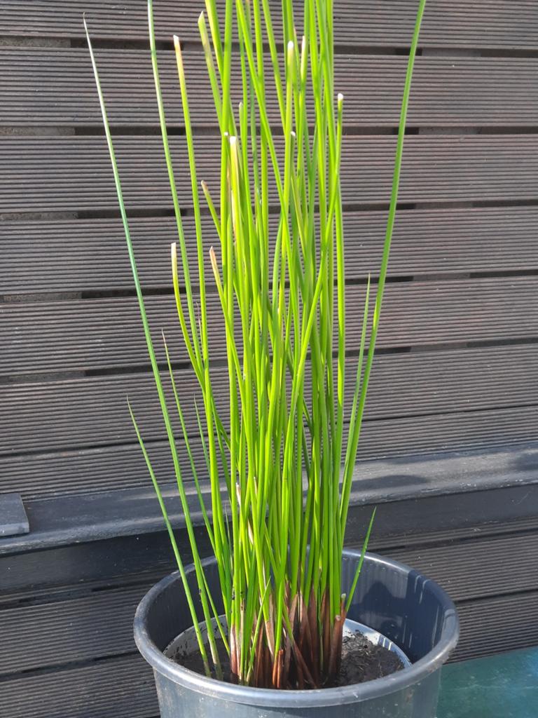 Vijverplant waterkastanje genoemd buisvormige stengels, Enlèvement