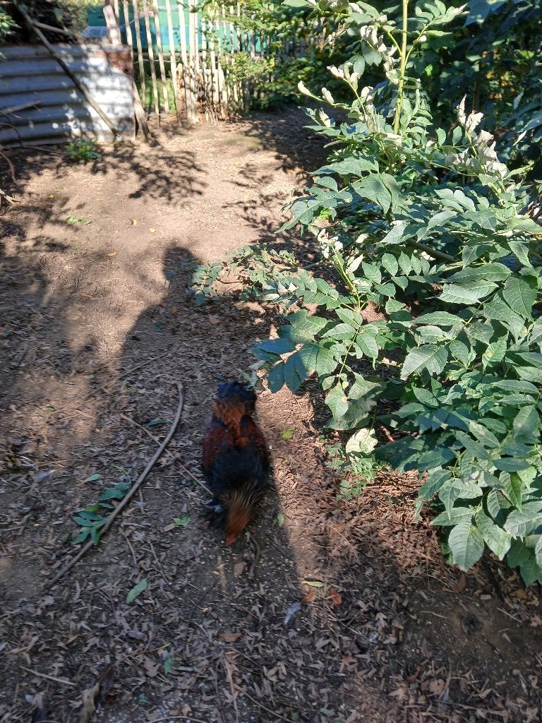 Brhama haan, Animaux & Accessoires, Mâle, Poule ou poulet