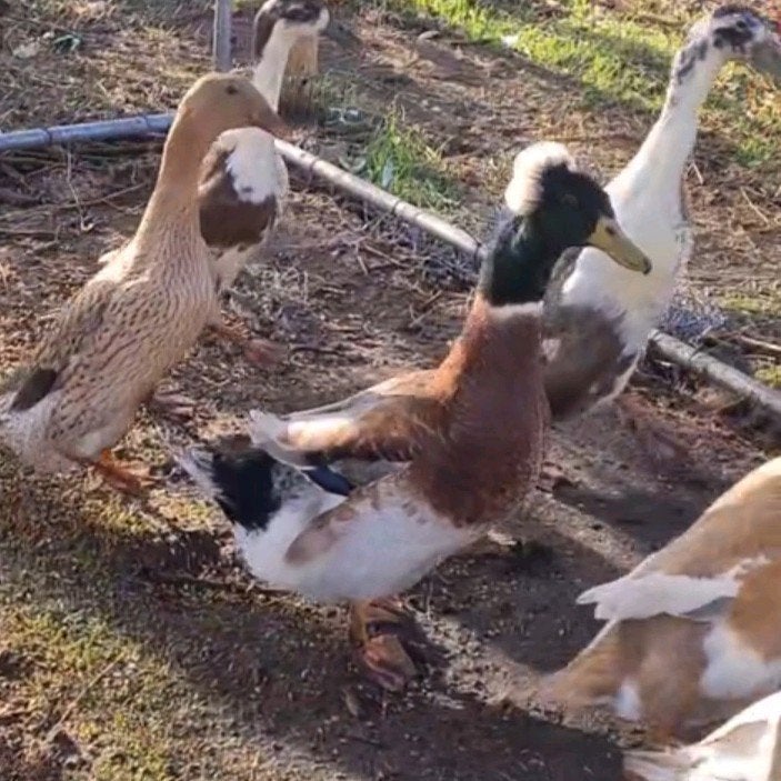 Kuifeend woerd, Dieren en Toebehoren, Pluimvee, Mannelijk, Eend