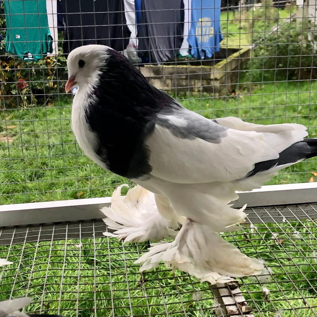 Gentse kroppers Dominicaan, Dieren en Toebehoren, Meerdere dieren, Kropper