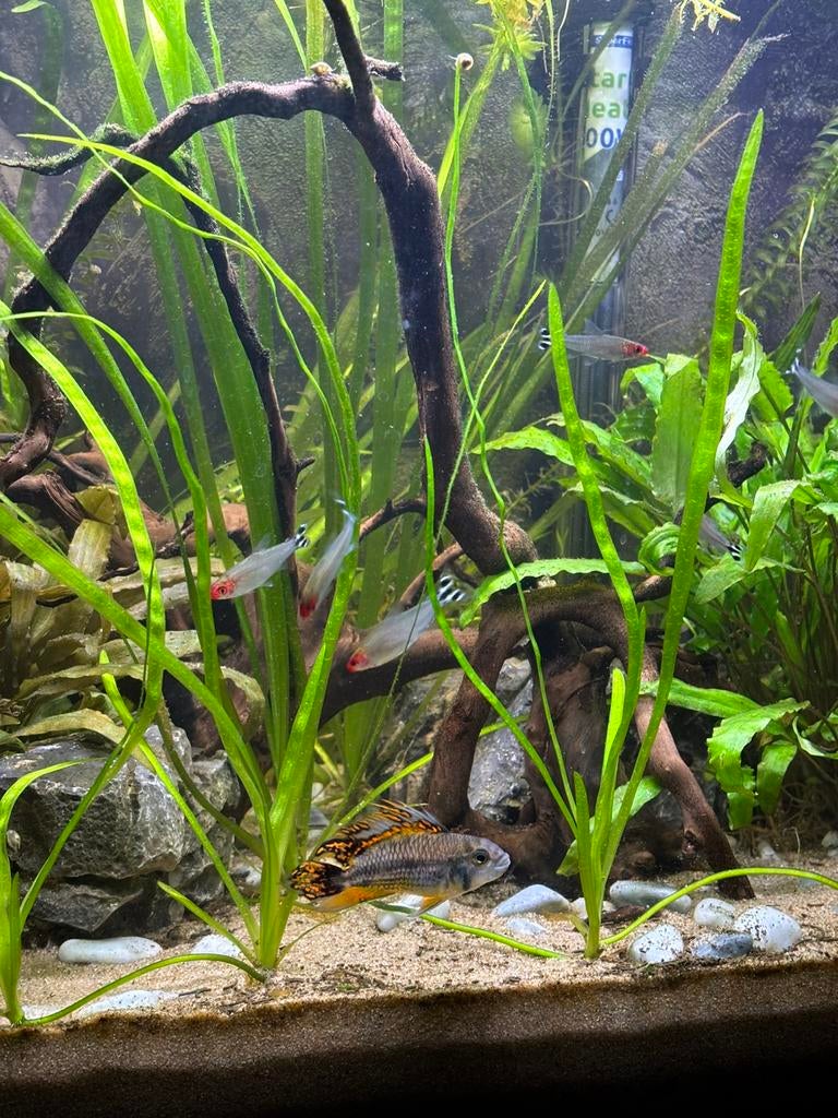 Aquarium planten Valissneria Spiralis, Animaux & Accessoires, Poissons | Poissons d'aquarium, Autres types