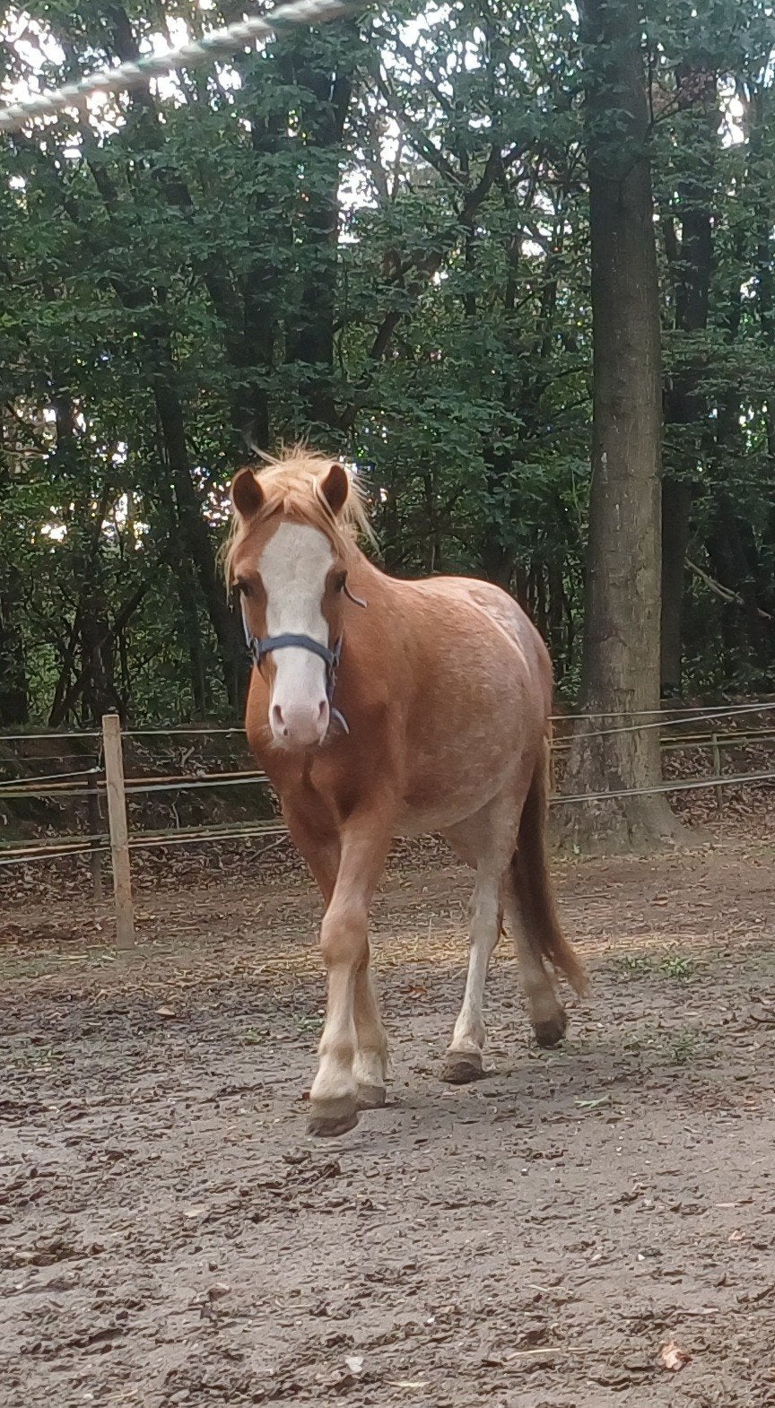2 jarige Welsh ruin met stamboek!, Met stamboom, Ruin, 0 tot 2 jaar, B pony (1.17m tot 1.27m)
