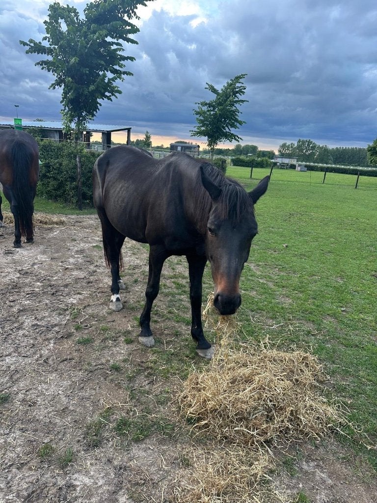 Unieke kans: zwarte merrie uit Donnerhall-lijn, Cheval de dressage, 11 ans ou plus, Avec pedigree, 160 à 165 cm