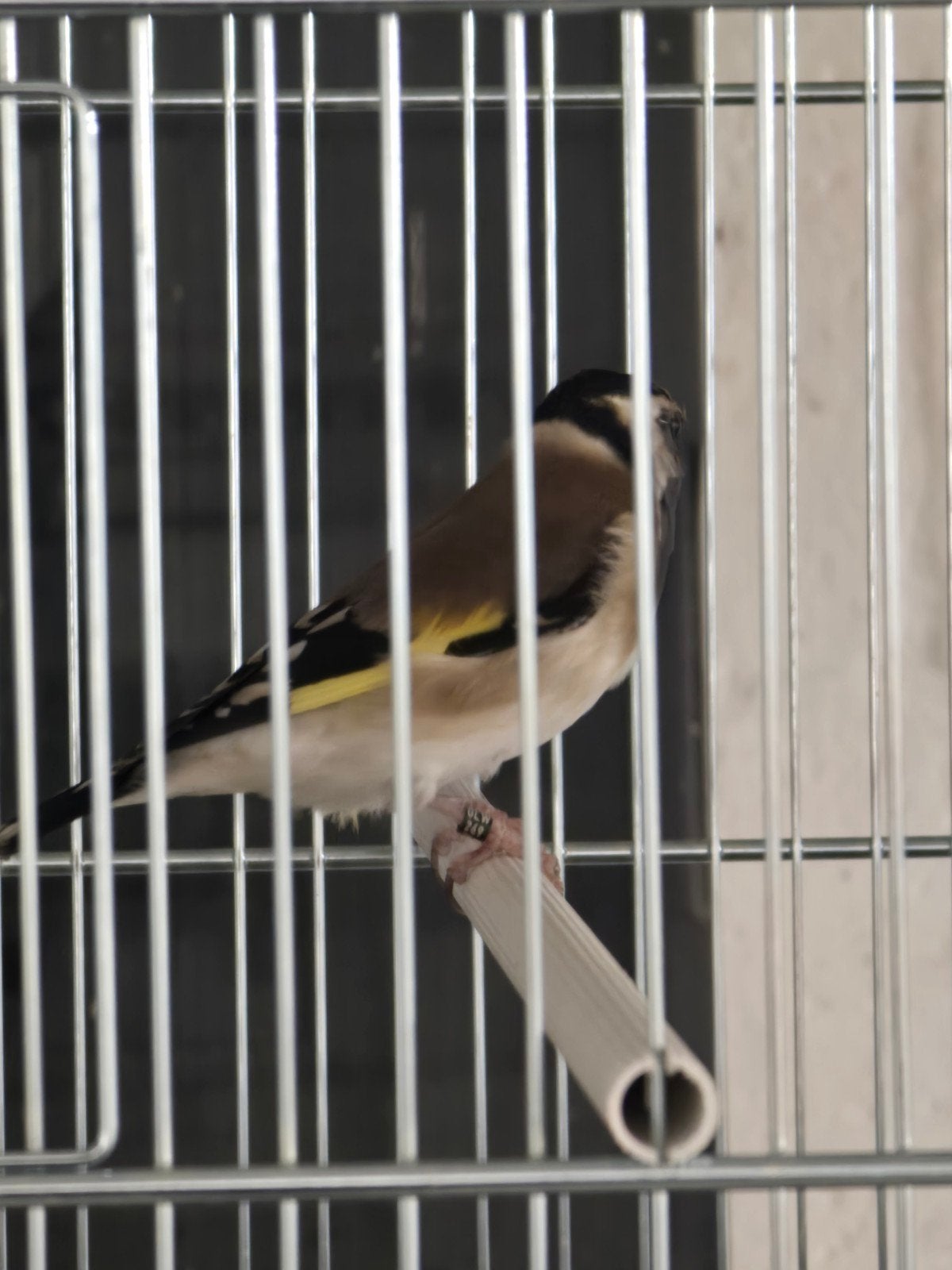 Major Putter man split Eumo 2025

Correct geringd

zonder me, Dieren en Toebehoren, Mannelijk, Wildzangvogel, Geringd