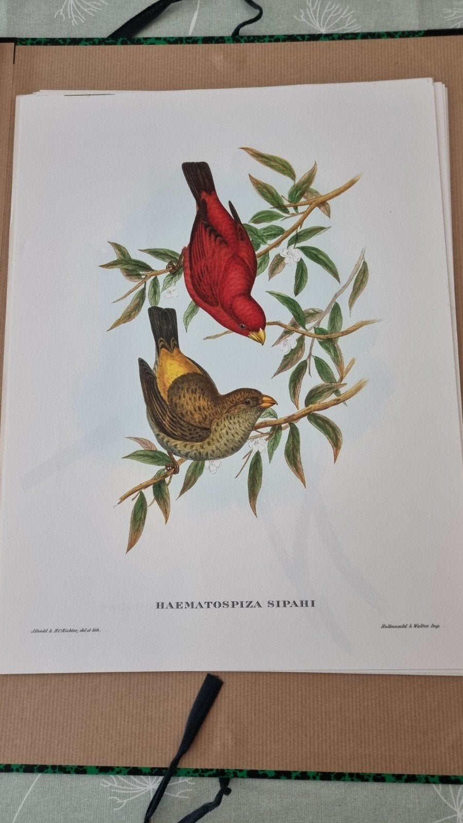 Mooie collectie prenten van exotische vogels, Antiek en Kunst, Ophalen