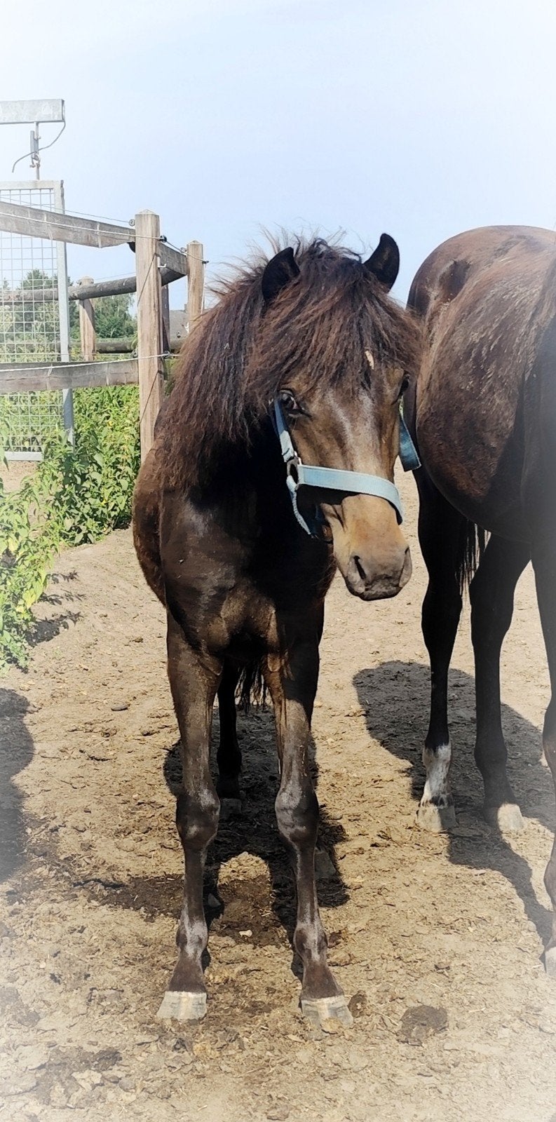 Mega schattige en lieve appaloosa C pony !, Poney C (1.27 m à 1.37m), Vermifugé, 0 à 2 ans, Non dressé