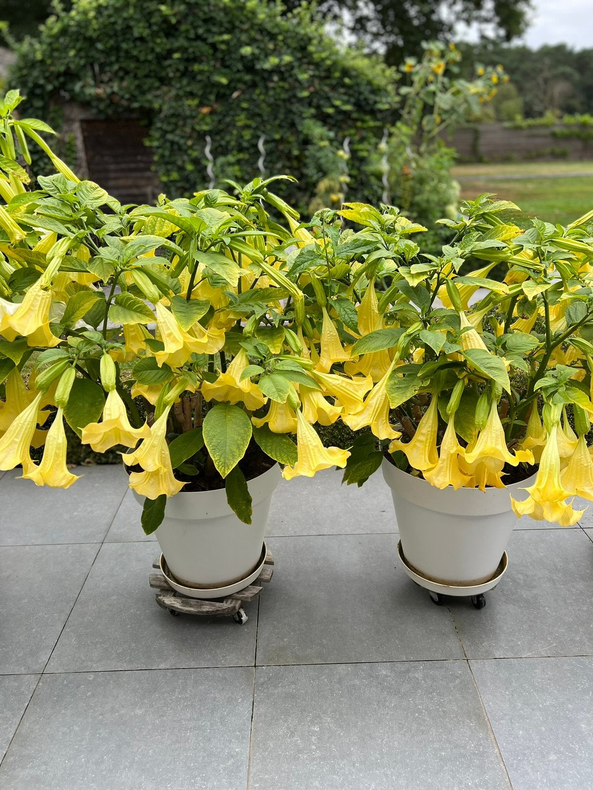 Brugmansia/ Datura geel 1m50, Enlèvement, Autres espèces, Plein soleil