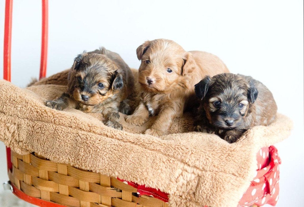 Schattige hypoallergene mini pups, Parvo, België, Fokker | Hobbymatig, 8 tot 15 weken