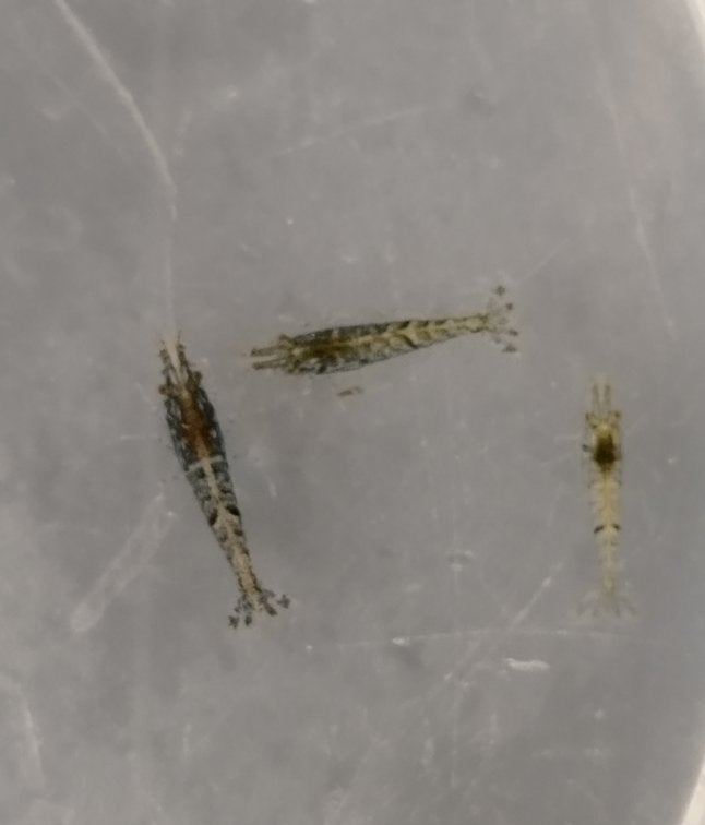 Neocaridinas crevettes déclassées, Enlèvement, Neuf, Autres types