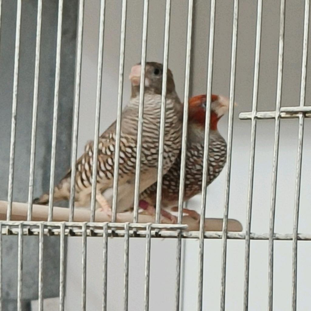 Koppel roodkopamadines, Dieren en Toebehoren, Vogels | Kanaries