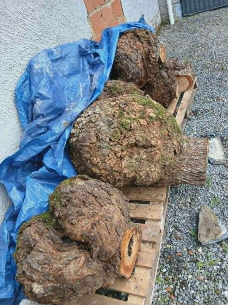 loupe de bois, Ophalen, Nieuw, Eiken