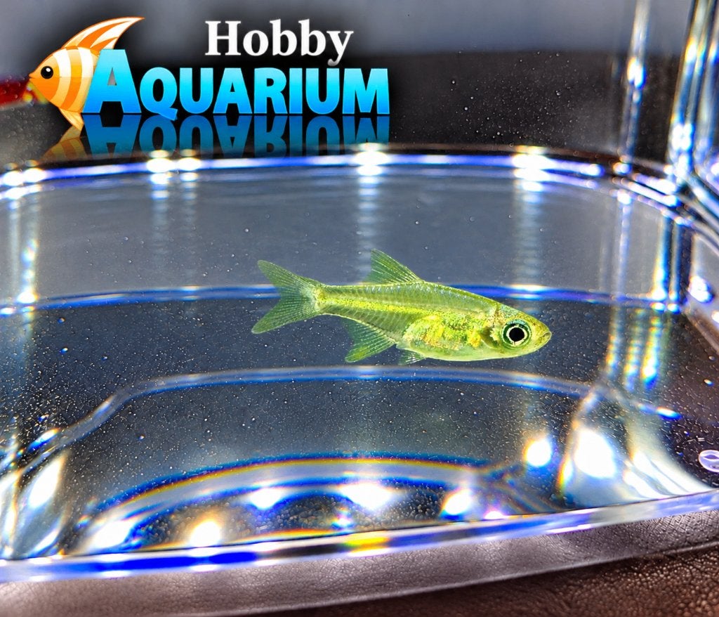Hobbyaquarium Microdevario kubotai aanbieding Oktober, Animaux & Accessoires, Poisson, Poisson d'eau douce, Banc de poissons
