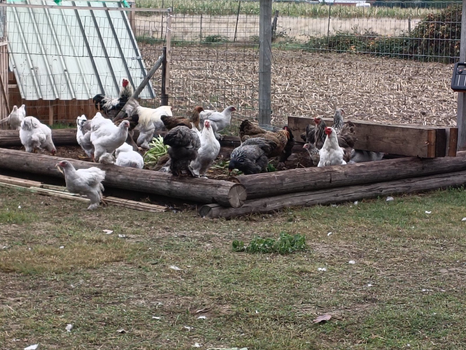 Brahma Hennen, Femelle, Poule ou poulet