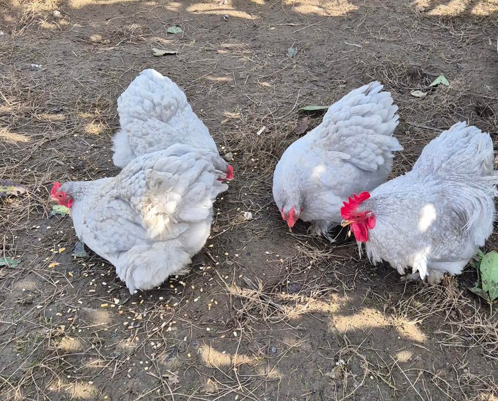 Bébés poulets Cochinns, Animaux & Accessoires