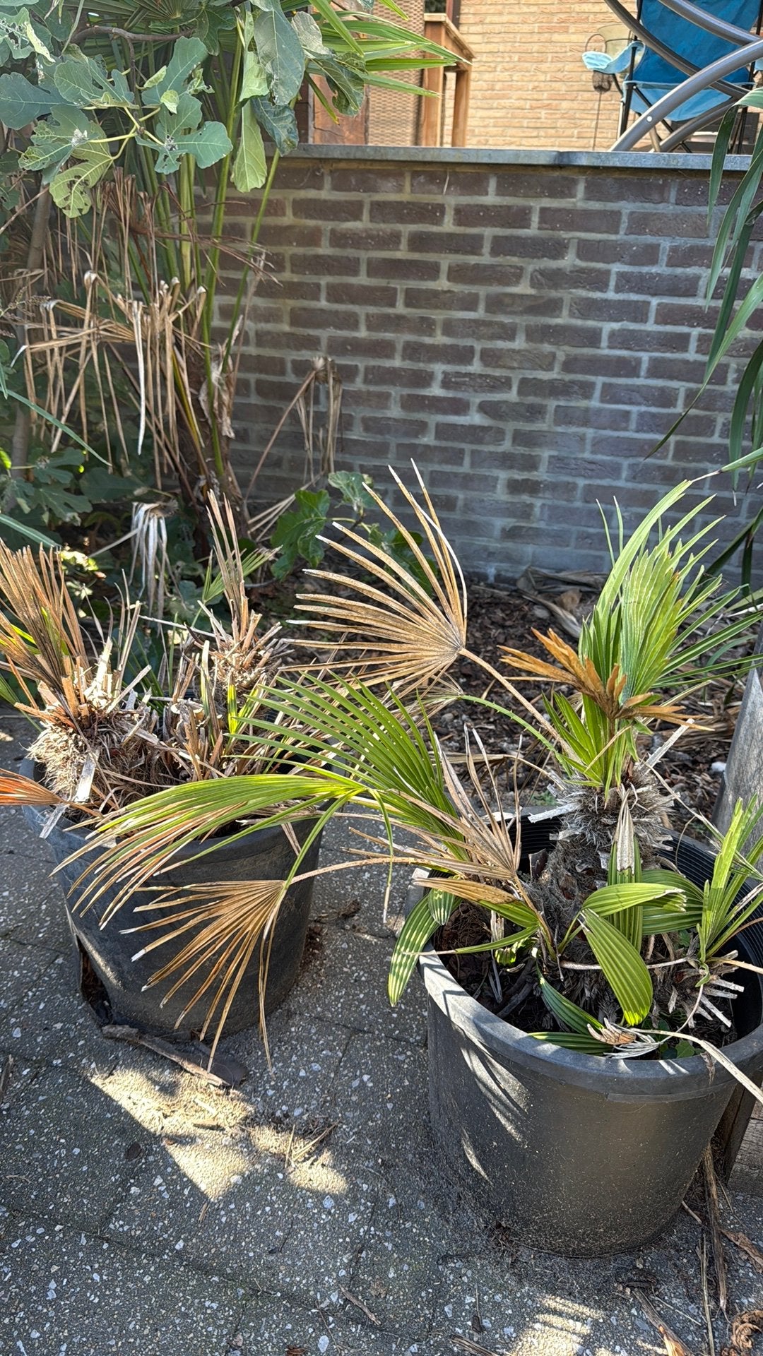 Kleine palmen, Tuin en Terras, Ophalen