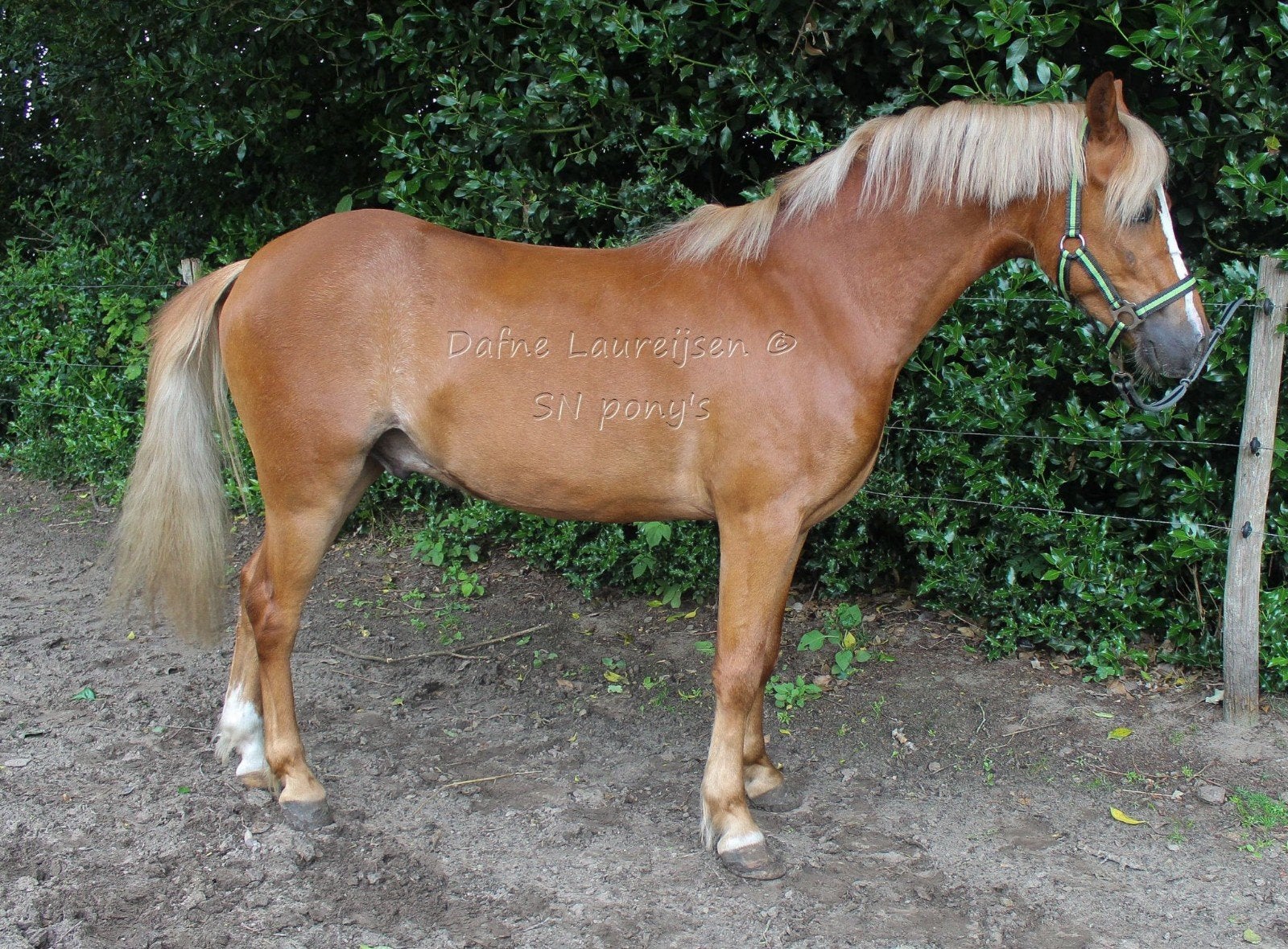 3,5 jarige Welsh ruin 🩵, Dieren en Toebehoren, Met stamboom, Ruin, 3 tot 6 jaar, B pony (1.17m tot 1.27m)